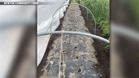 Community rallying to support Newton farm after hundreds of plants stolen